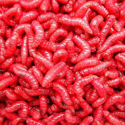 Red Maggots